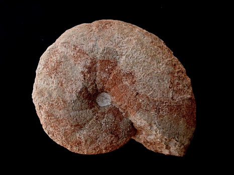 Holcophylloceras mediterraneum