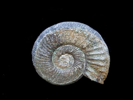 Orthosphinctes proinconditus