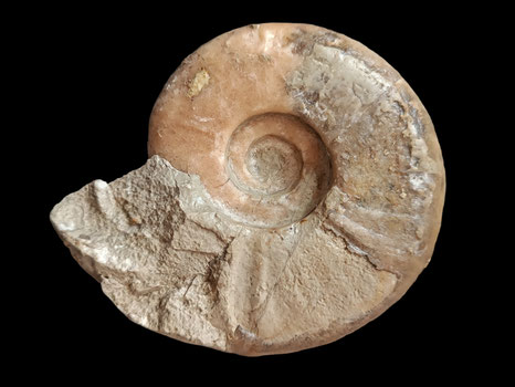 Protetragonites crebisulcatus