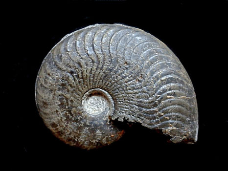 Harpoceras subplanatum