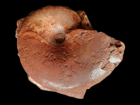 Ptychophylloceras flabellatum