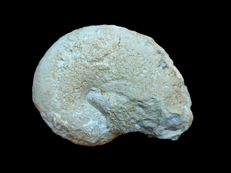 Ptychophylloceras ptychoicum
