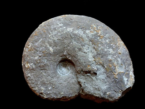 Taramelliceras hauffianum