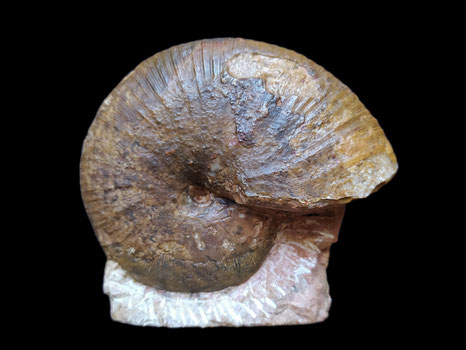 Phylloceras kudernatschi