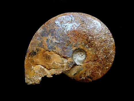 Aconeceras sp