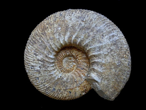 Ataxioceras (Schneidia) cf. elmii