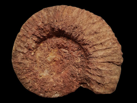 Djurjuriceras mutari