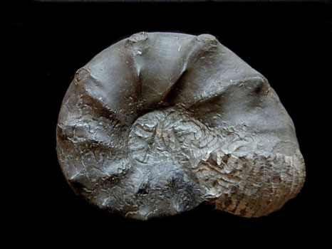 Ammonites, Ceratites spinosus
