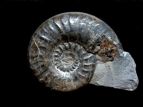 Grammoceras striatulum