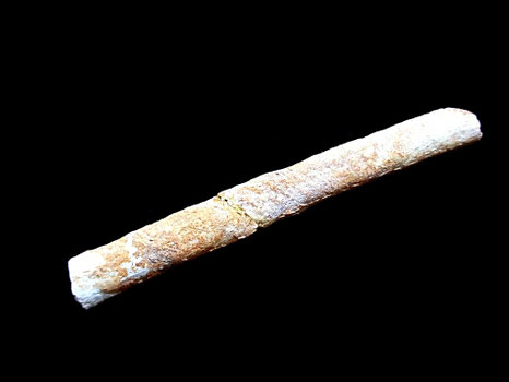 Bochianites neocomiensis
