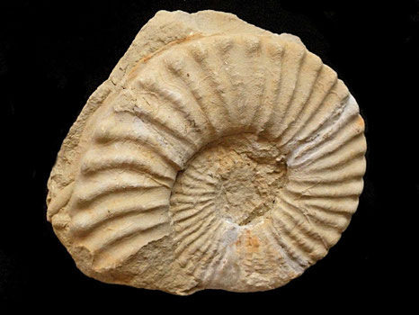 Mortoniceras pricei