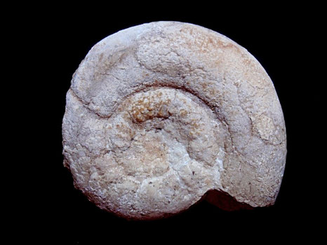 Simoceras (Lytogyroceras) subbeticum