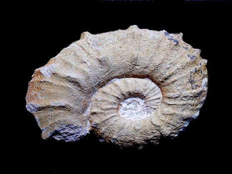 Rodighieroites lamberti