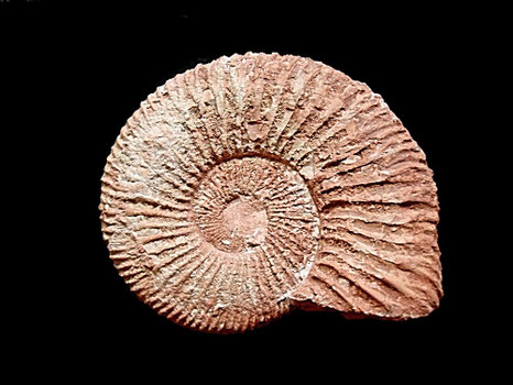 Berriasella callisto