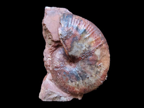 Phylloceras kudernatschi