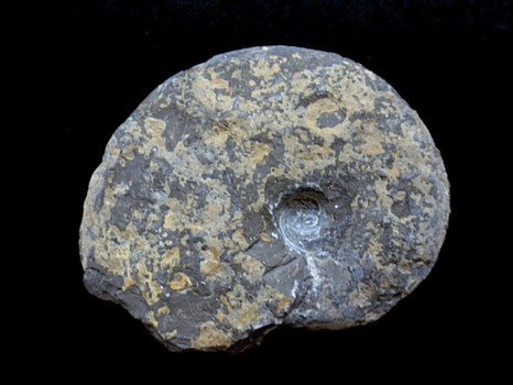 Trimarginites sp