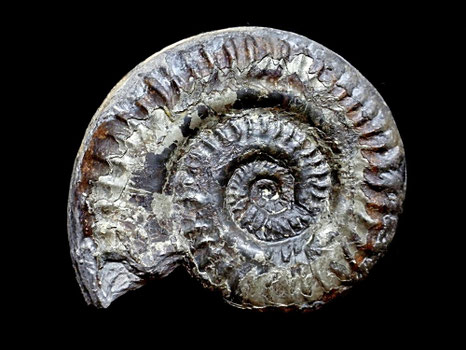 Hildoceras lusitanicum