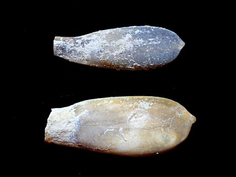 Duvalia dilatata