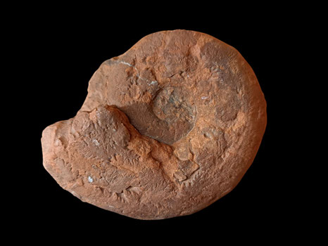 Aspidoceras spinosum