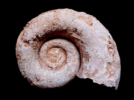 Lytoceras sutile