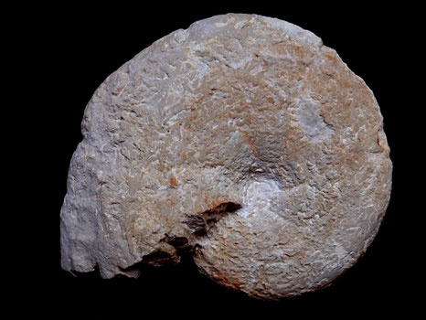 Holcophylloceras silesiacum