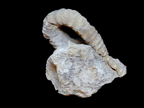 Anisoceras perarmatum