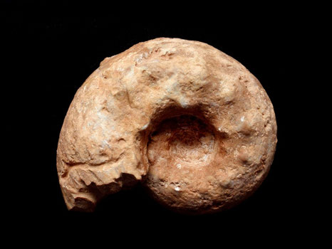 Aspidoceras binodum
