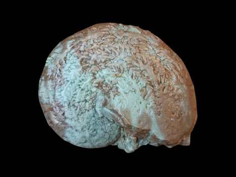 Phylloceras saxonicum