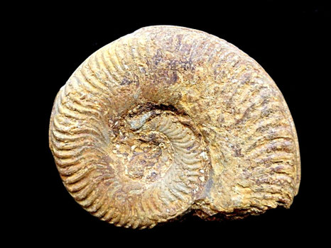 Pseudogrammoceras bingmanni
