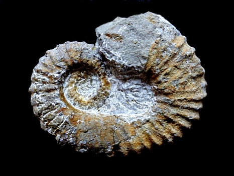 Ancylezeiceras cf. mascarelli