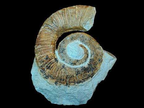 Crioceratites loryi