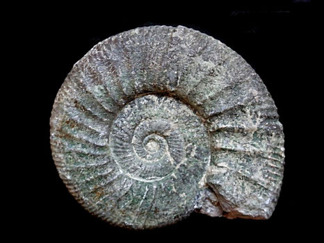 Orthosphinctes proinconditus