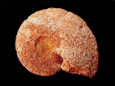 Calliphylloceras frechi