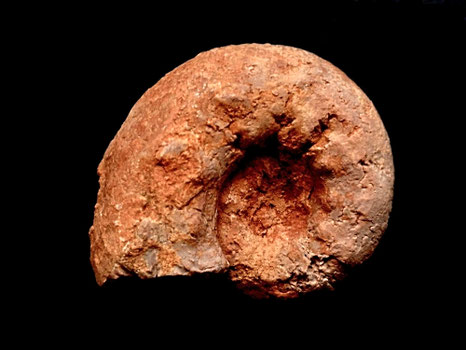 Aspidoceras binodum