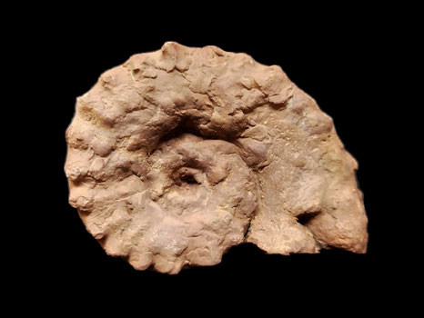 Paraspidoceras helymense