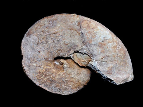 Plesiospitidiscus subdifficilis