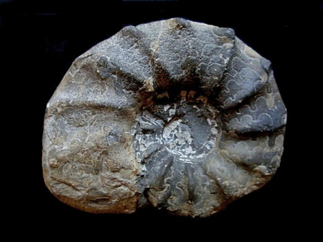Ammonites, Ceratites evolutus