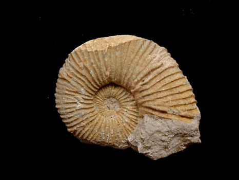 Holcodiscus (Astieridiscus) morleti