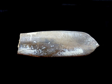Duvalia emerici