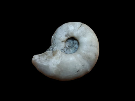 Mantelliceras picteti
