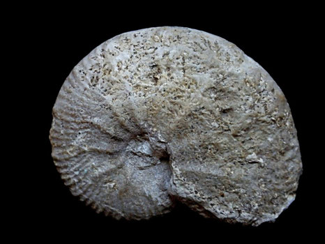 Taramelliceras costatum