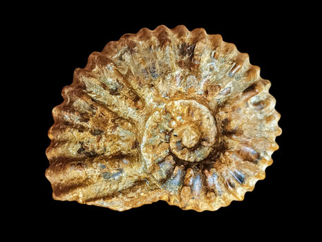 Calycoceras naviculare