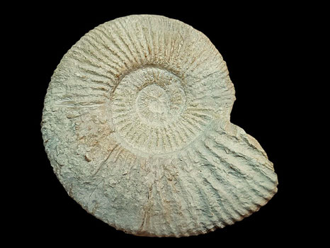 Berriasella moreti