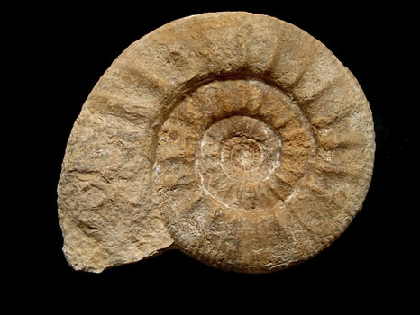 Choffatia waageni