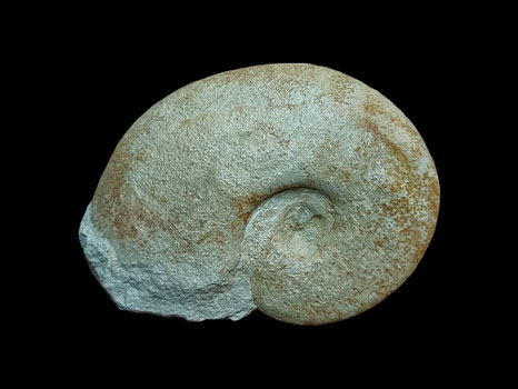 Neolissoceras grassianum