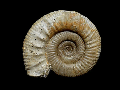 Hamulisphinctes hamulatus
