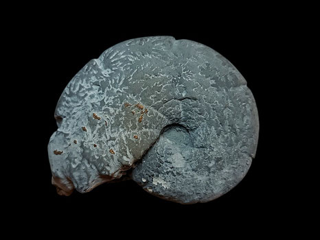 Holcophylloceras mediterraneum