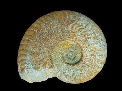 Harpoceras nitescens