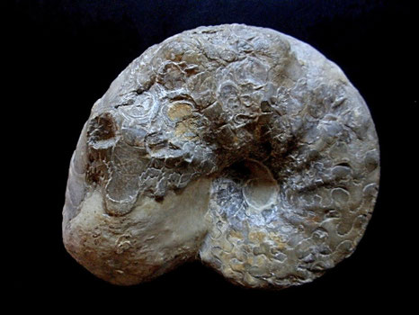 Ammonites, Ceratites nodosus