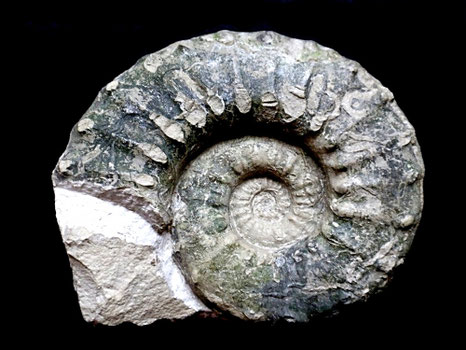 Euaspidoceras hypselum
